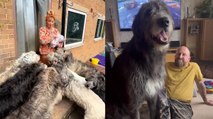 Couple Living With 11 Irish Wolfhounds Spend £15K on DOG FOOD Alone!
