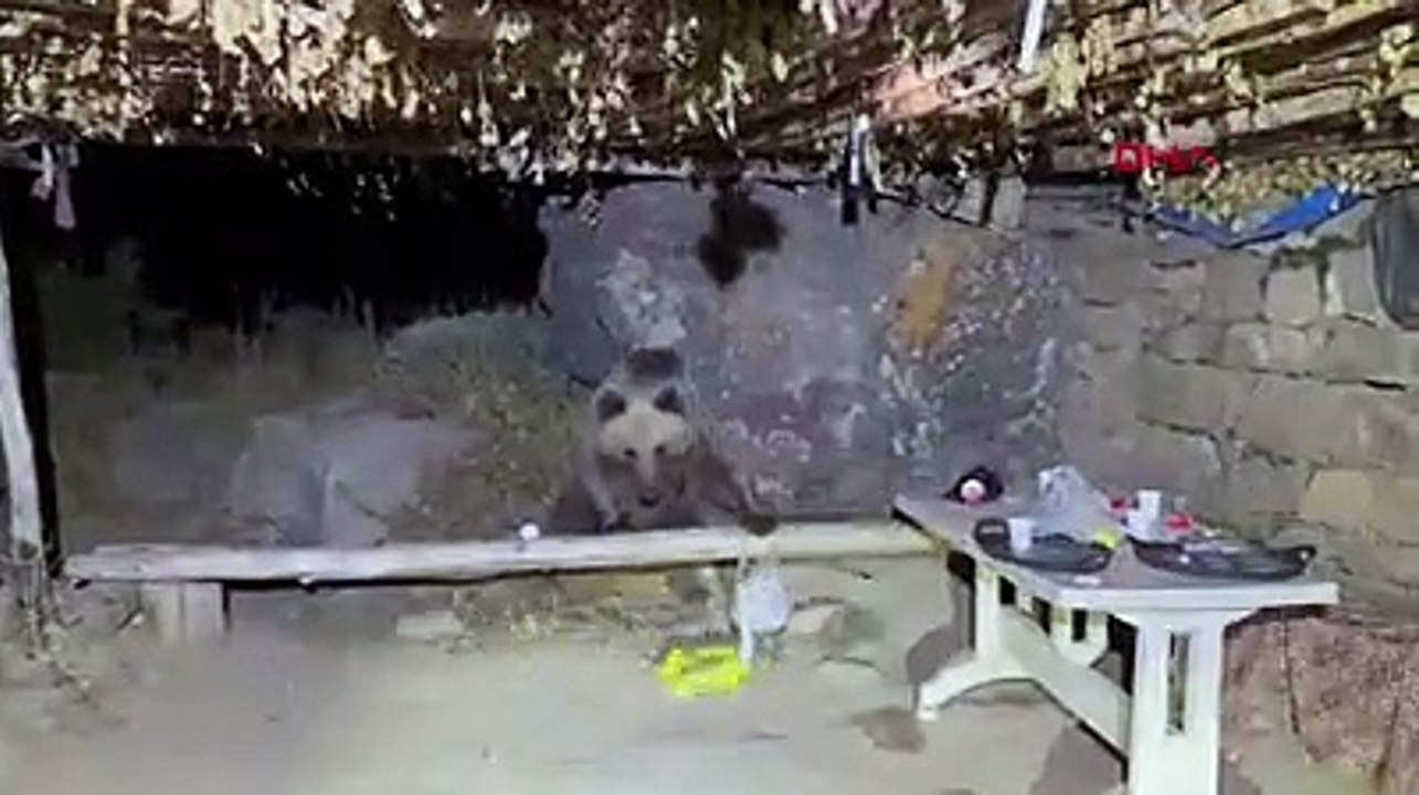 Ayılarla burun buruna gelen piknikçiler neye uğradığını şaşırdı