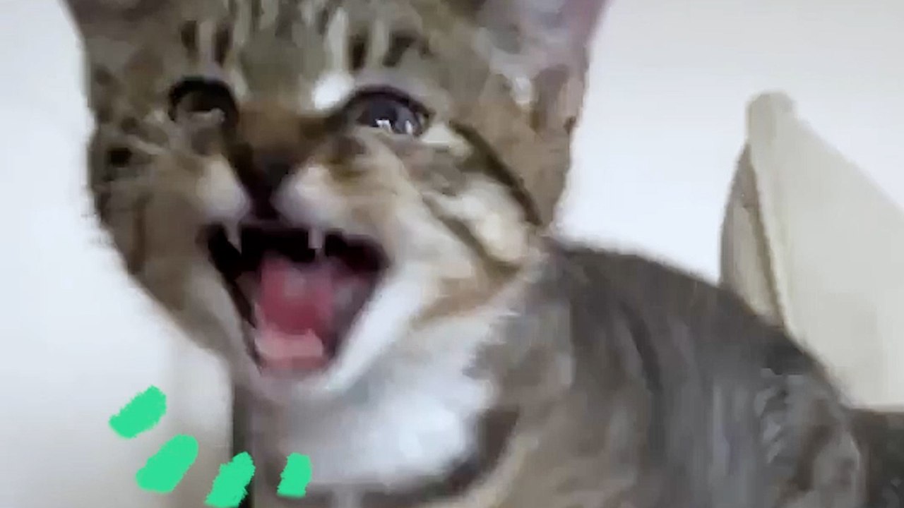 Have You Ever Seen a Cat Bark Like a Dog?