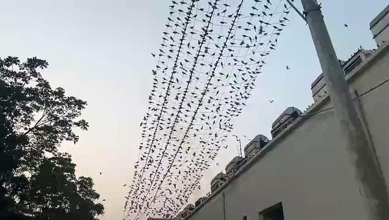 Bird flying