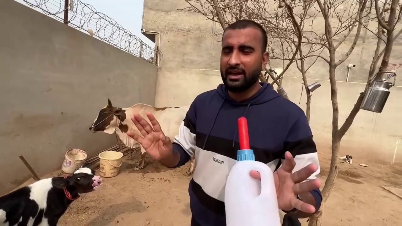 Hum Dairy Cow Baby Le Aiy