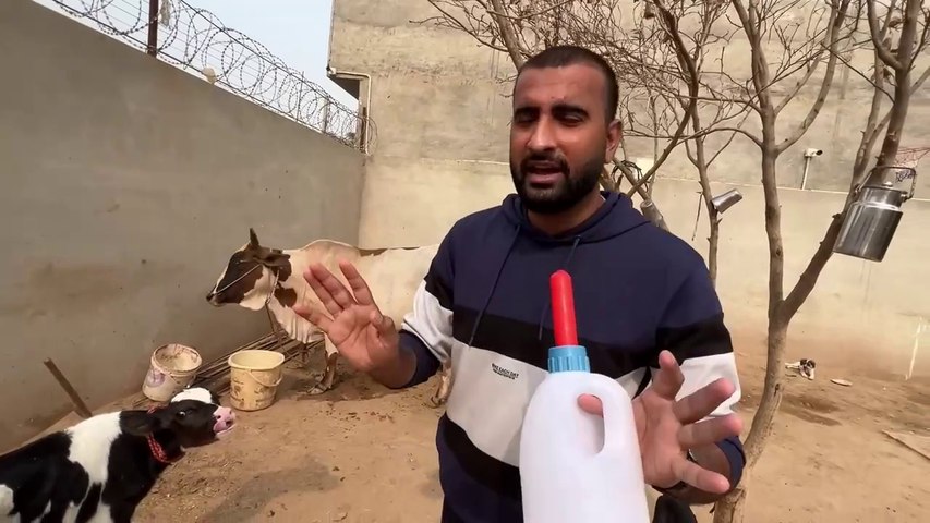 Hum Dairy Cow Baby Le Aiy