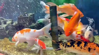 Aquarium Ko Colour Fishes se Bhr Diya