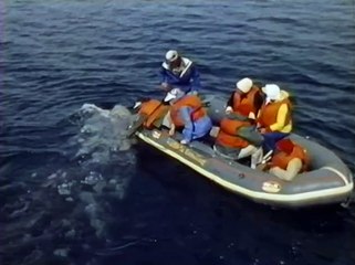 Whale Watch: Amazing Migration & Mating Secrets 🐋 | NOVA Documentary