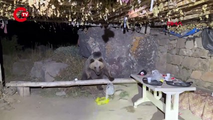 Piknik yapmaya geldiler, sofralarını ayıya bırakıp kaçtılar