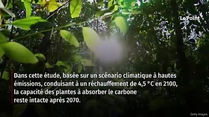 « L’effet des arbres sur le changement climatique est peut-être plus important » que prévu