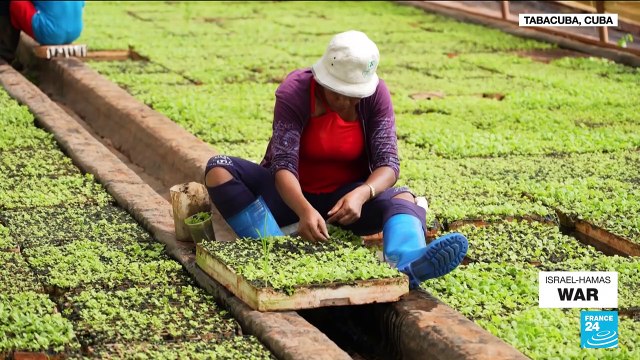 From tobacco to lobsters, how climate change is hitting Cuba’s economy