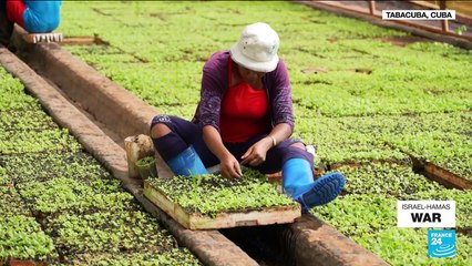 From tobacco to lobsters, how climate change is hitting Cuba’s economy