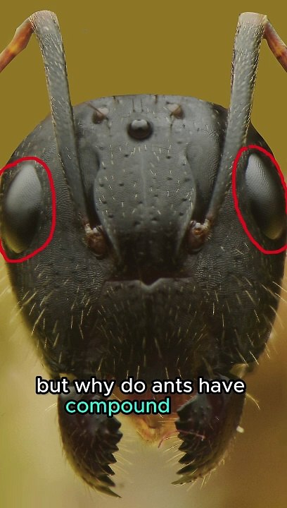 Ants compound eyes