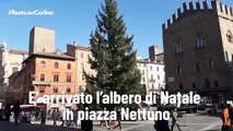 E' arrivato l'albero di Natale in piazza Nettuno, video