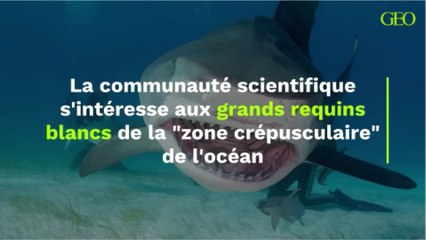 La communauté scientifique s'intéresse aux grands requins blancs de la "zone crépusculaire" de l'océan