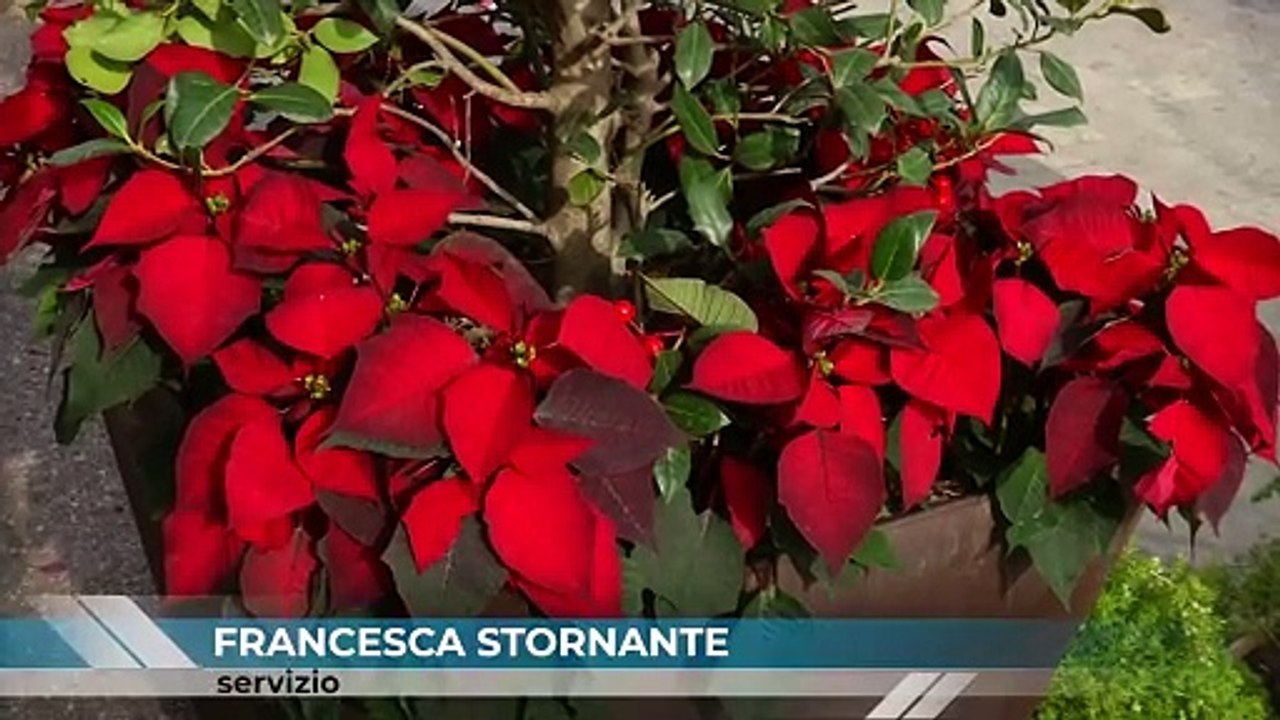 Quasi tutto pronto per il Natale a Messina, c'è il programma