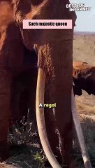 Tusk Tales: The Beauty of Nature Unveiled || Best of Internet