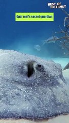 Dance of the Thorny Stingray: An Opal Reef Ballet || Best of Internet