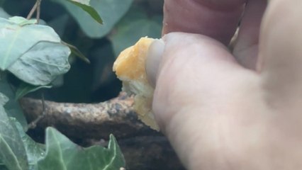 'Made My Day!' - Man is ecstatic after mouse family embraces his hand-feeding offer