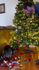 Raccoon Helps Decorate Christmas Tree