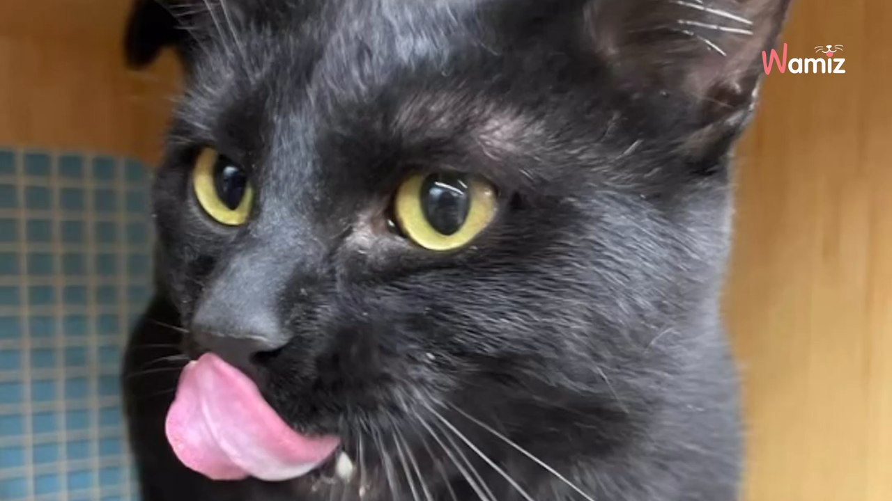 Il trouve un chat malade dans la rue : 1 mois plus tard sa transformation est à couper le souffle (vidéo)
