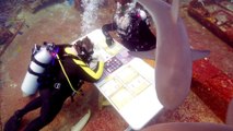 Yikes! Scuba Divers Brave Shark Infested Water to Play Board Game On the Ocean Floor