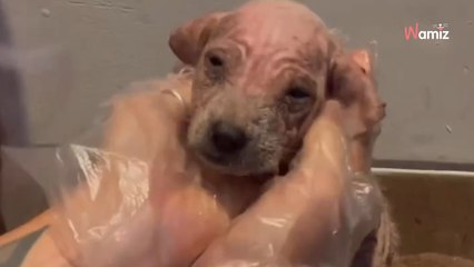 En scooter, elle entend des cris et trouve un « bébé » dans un fossé