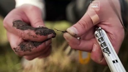 Interview: What makes salt marshes such effective carbon capturers?