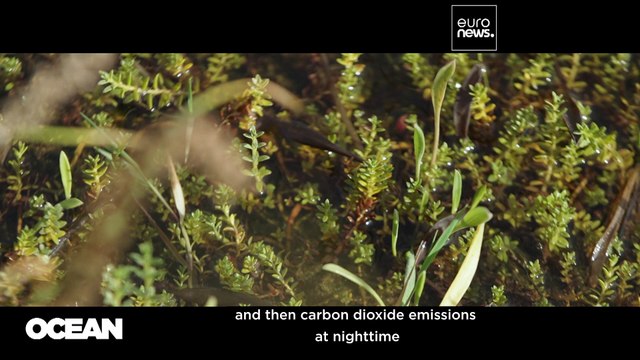 Could Europe's coastal wetlands address our climate change concerns?