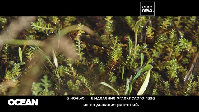 Болота лучше, чем лес: борьба с переменами климата ступает на зыбкую почву