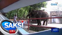 Elepante na si Mali, pumanaw na sa Manila Zoo | Saksi