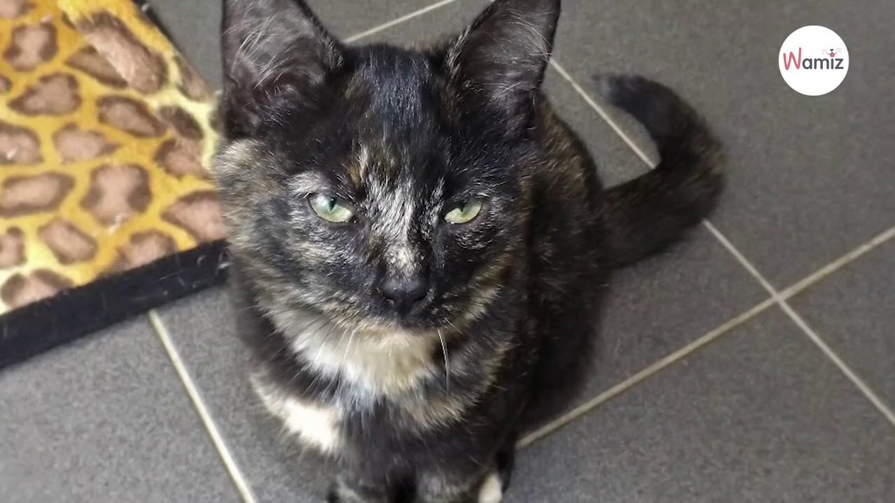 Sehr seltenes Kätzchen im Tierheim abgegeben: Das kommt nur bei jedem 3000. vor!