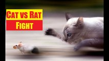  Yeni Türk Oyunu - ( Kedi vs Fare ) Ratty Catty 
