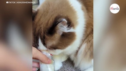 Cat makes extraordinary discovery: millions of viewers are in tears (video)