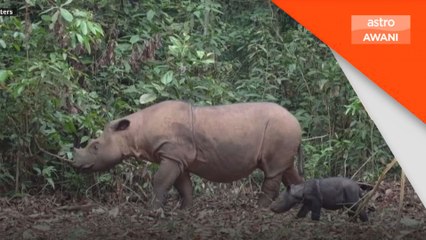 Indonesia sambut kelahiran badak sumbu Sumatera kedua tahun ini