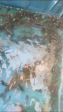 Agar ikan lele kalian tidak seperti ini, Fahami langkah awal budidaya lele dan hati-hati beli bibit