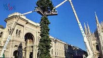 Milano, l'albero di Natale ? arrivato in piazza Duomo
