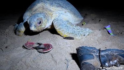 Pakistan: Beach pollution endangers sea turtles