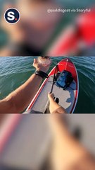 Unlikely Encounter With Puffer Fish Delights Paddleboarder