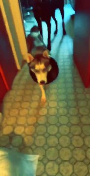 Husky Nonchalantly Wears Trash Can Collar