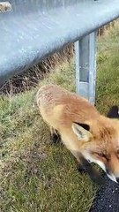 Curious Fox Meets Friendly Biker