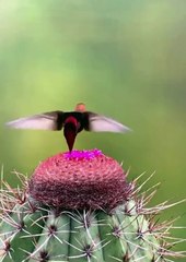 Find the sweetness in your own heart Then you may find the sweetness in every heart.