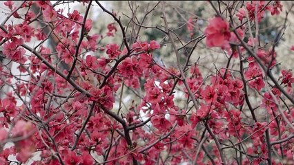 'Amigas en un camino de campo'- Tráiler oficial