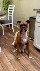 Boxer Dog Sits On Sibling