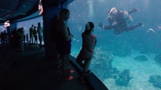A Walking Tour of The Seas with Nemo & Friends Animal Habitat - 4K GoPro Walk & Talk  #epcot