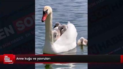 Anne kuğu ve yavruları