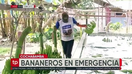 Bananeros se mantienen en emergencia por la falta de pago por exportaciones a Argentina