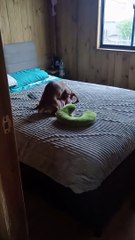 Dachshund Caught Humping Toy