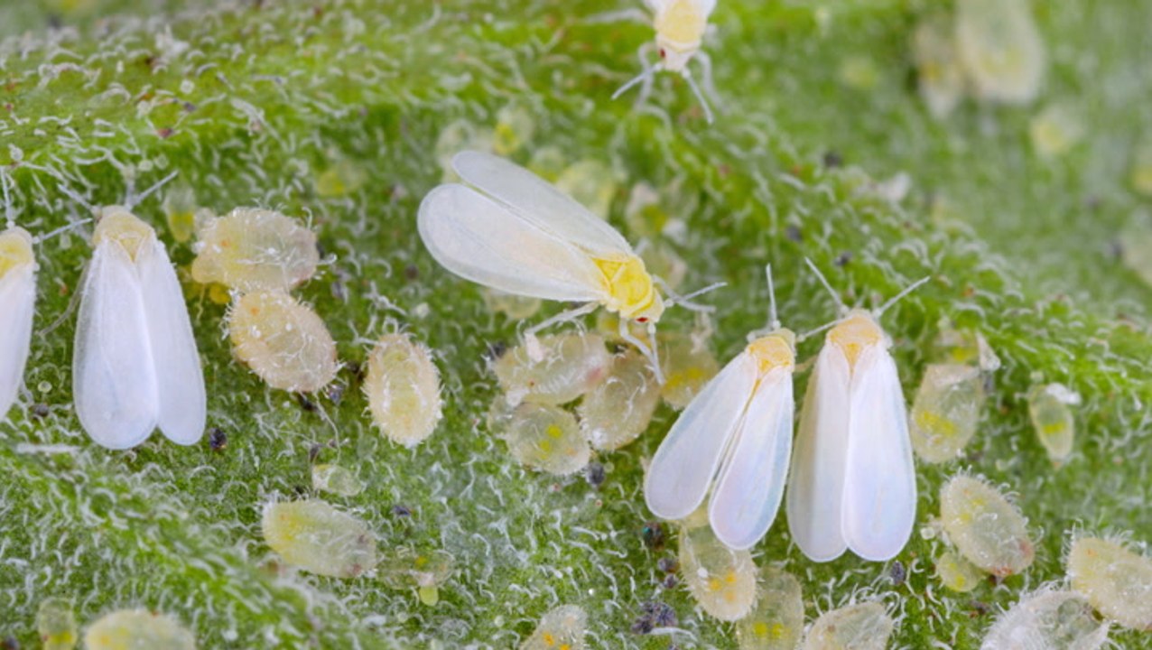 How to Get Rid of Whiteflies for Good on All Your Plants