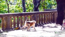 Fully pity for little monkey is warned by his relatives, poor baby calm down on the ground and scare