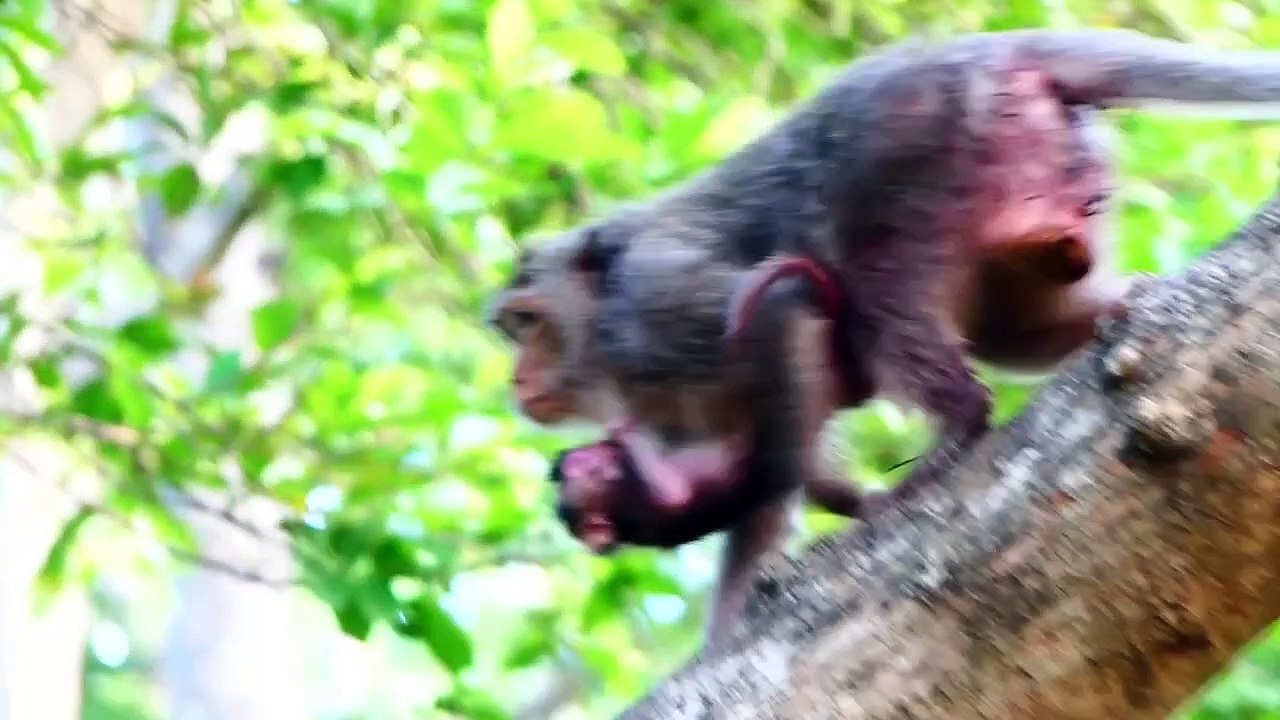 Good News Today!, Mother Maya Giving Her New Birth Of Baby, Congratulations For Maya (720p_25fps_H264-192kbit_AAC)
