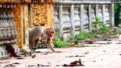 Funny actions of juvenile monkeys in cold season, they super arts together