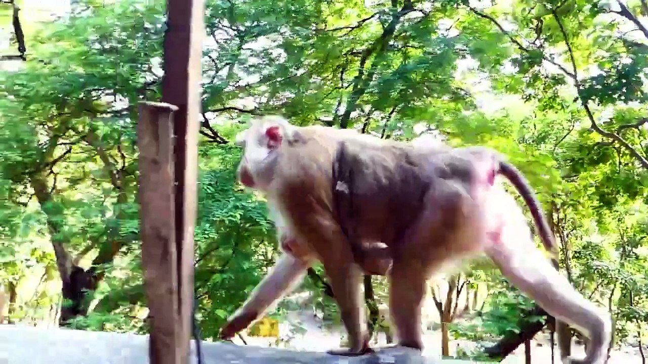 Great boy..!, adorable Monaco is cheerful with his special event, mother Molia observe him highly (720p_25fps_H264-192kbit_AAC)