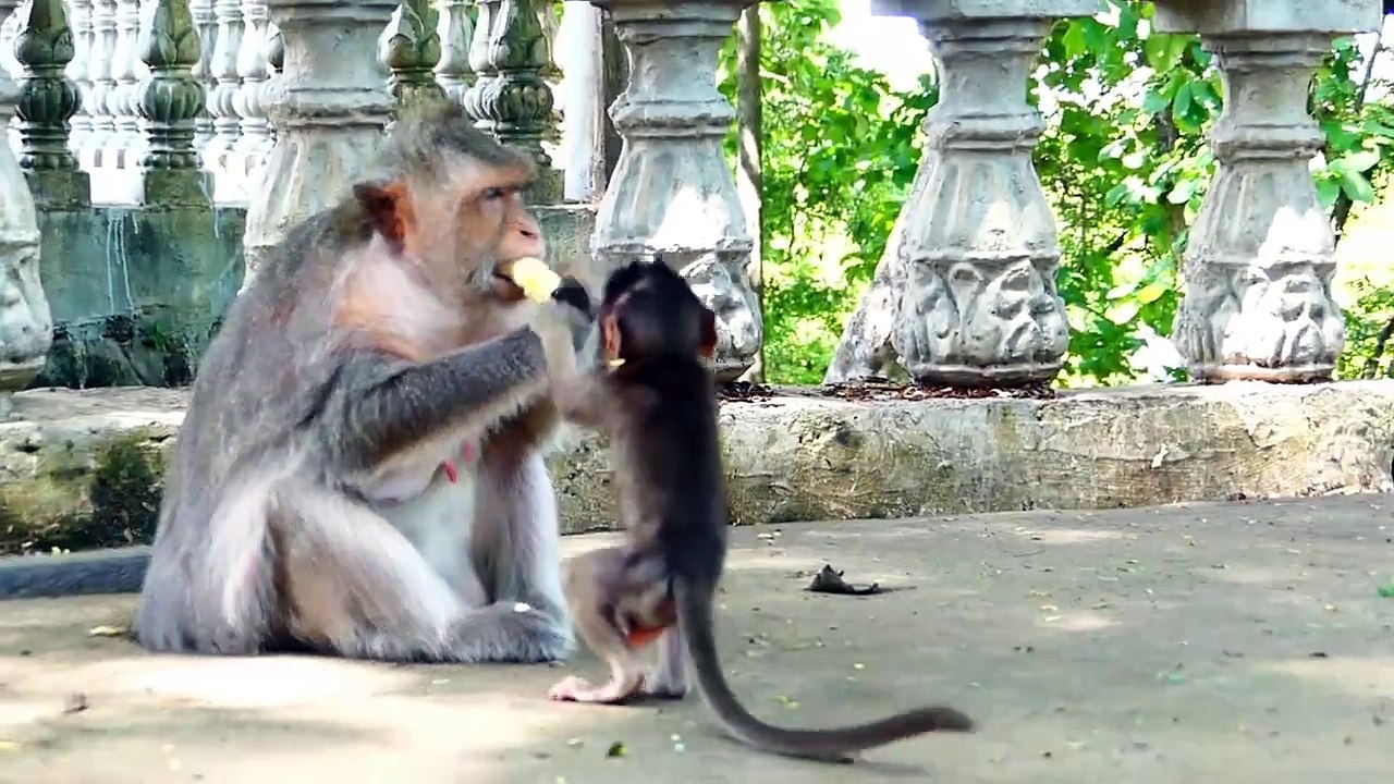 Heartbreaking That Tiny Baby Bean Is Warned By Mother And Scared Of Big Monkey (720p_25fps_H264-192kbit_AAC)